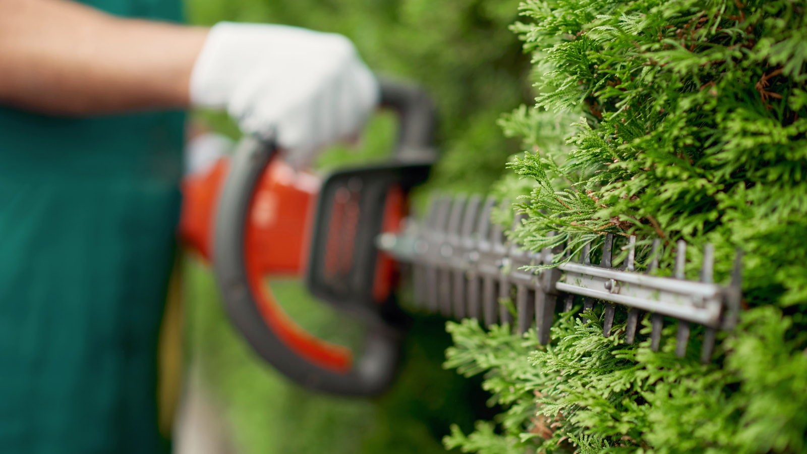 Hedge Trimming & Lawn Mowing work example 1
