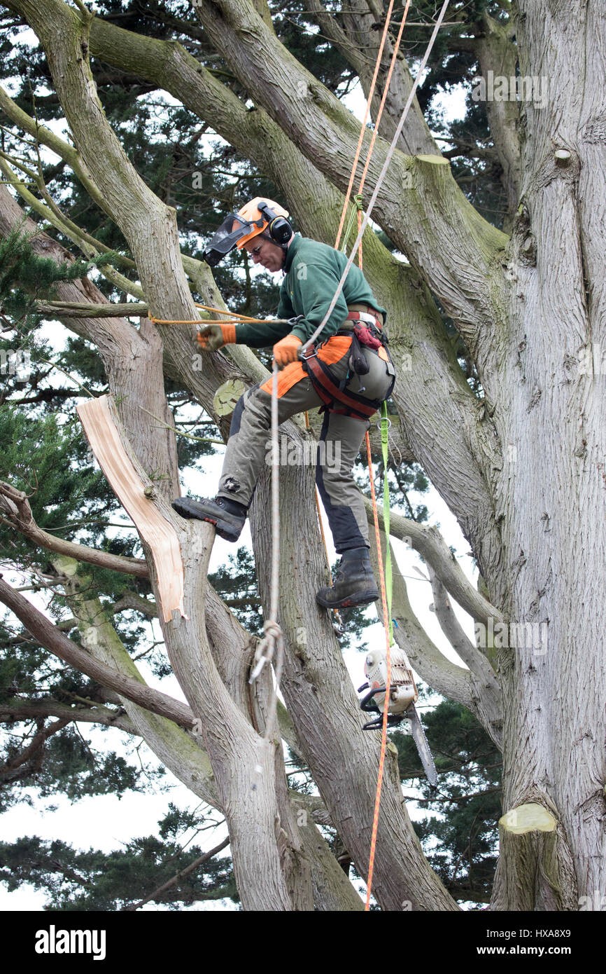 Tree Surgery & Tree Removal work example 1