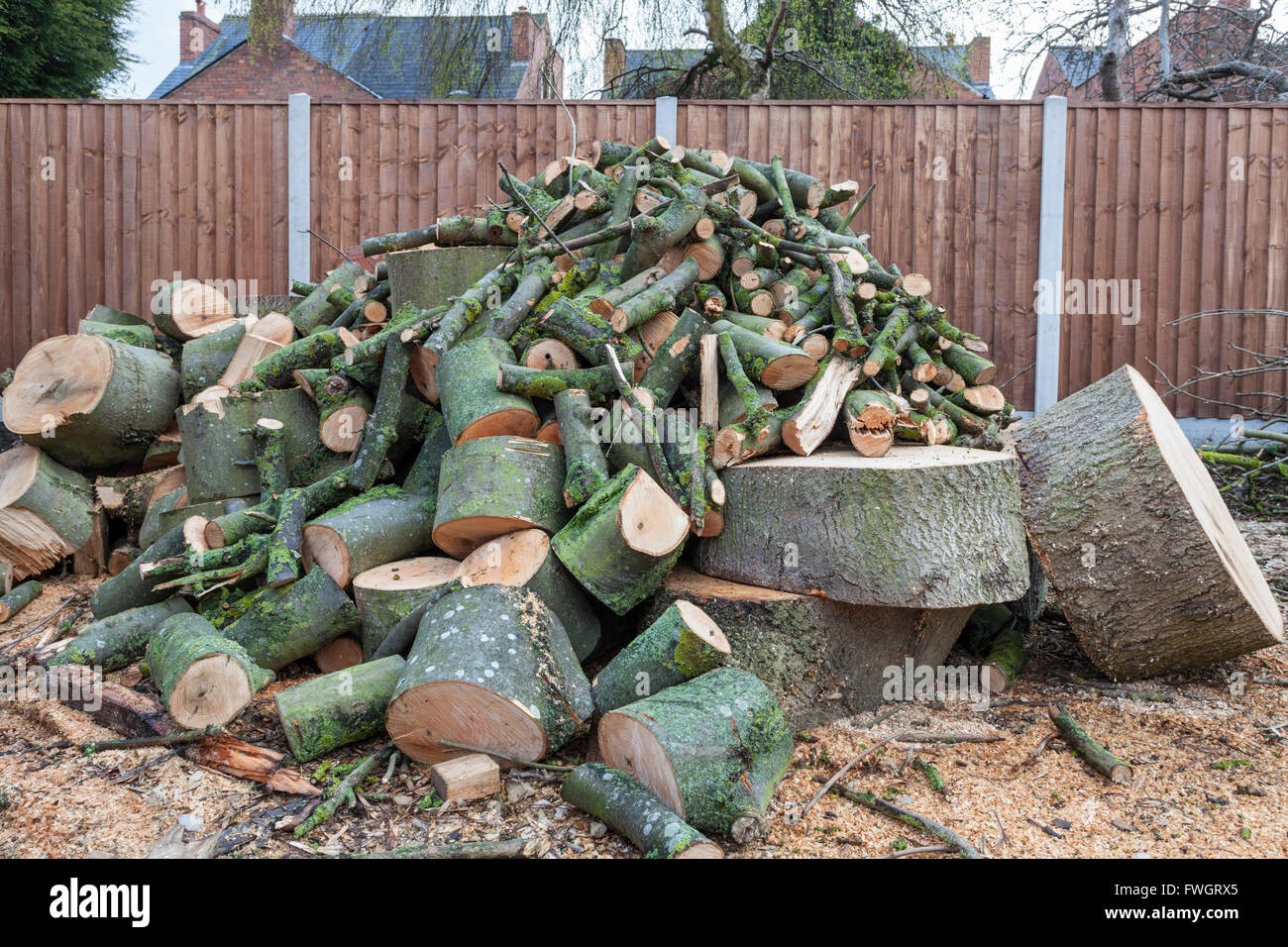 Tree Surgery & Tree Removal work example 3