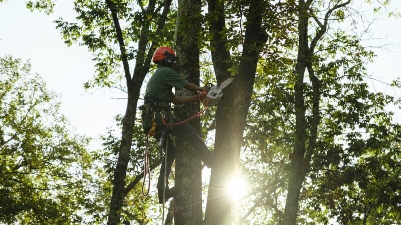 Tree Surgery & Tree Removal